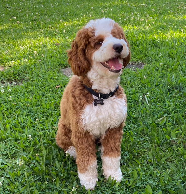 Willo avec sa balle sur l'herbe
