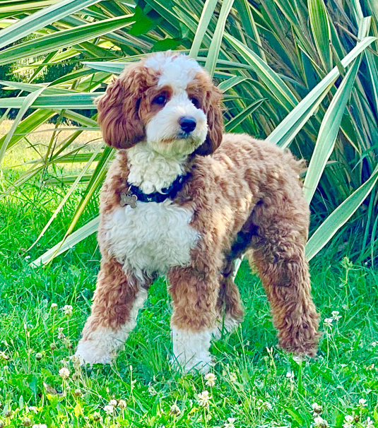 Willo le Labradoodle