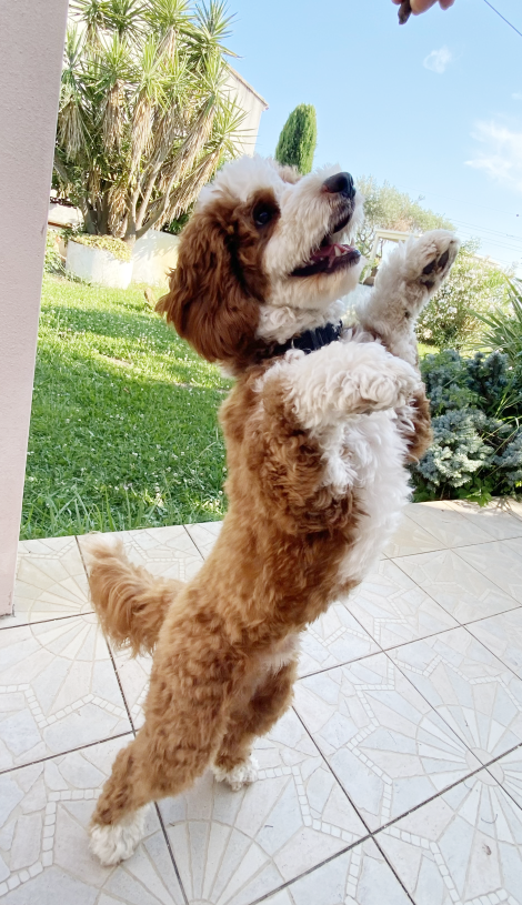 Willo dans le jardin